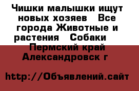   Чишки-малышки ищут новых хозяев - Все города Животные и растения » Собаки   . Пермский край,Александровск г.